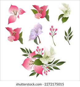 Illustration of Red Bougainvillea Flowers or Paper Flowers. One of The Most Popular Flower in Oman.Vector.