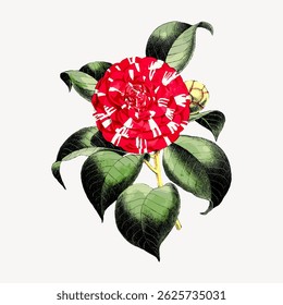 Illustration of a red camellia flower with green leaves. The camellia is detailed, showing vibrant red petals and lush green leaves. Botanical art style. Vintage rose illustration vector.