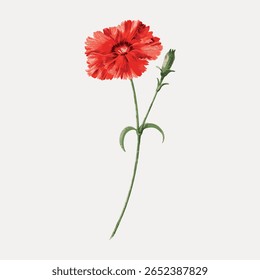 Illustration of a red carnation flower with a green stem and bud. The red carnation stands out against a plain background. Elegant red carnation art. Vintage flower illustration vector.