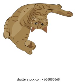 Illustration of a red cat