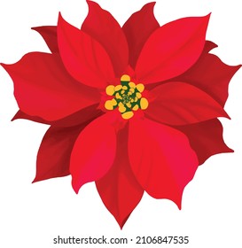 Illustration of Red Christmas flower in vector