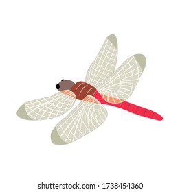 Illustration of Red dragonfly.  Closeup. 