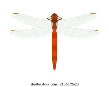 Illustration of a red dragonfly of insects.