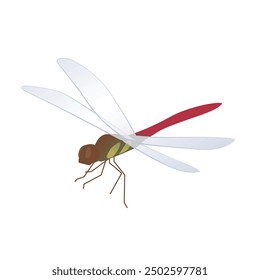 Illustration of red dragonfly, Vector illustration