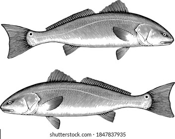 Illustration of a Red Drum fish in vintage style