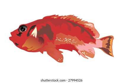 illustration with red fish isolated on white background