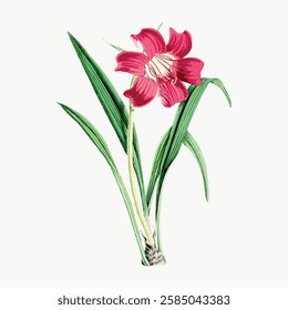 Illustration of a red flower with green leaves. The flower has a vibrant red color. Botanical art of a red flower, showcasing its petals and green leaves. Vintage art illustration, vector.