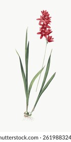 Illustration of a red flower with long green leaves. The red flower stands tall with vibrant petals. Green leaves and red flower create a striking contrast. Vintage flower illustration vector.
