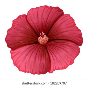 Illustration of a red flower on a white background