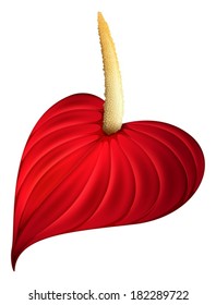 Illustration of a red flower on a white background