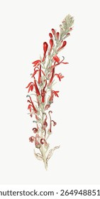 Illustration of a red flowering plant with detailed petals and leaves. Botanical art showcasing red flowers, red petals, and intricate plant details. Vintage flower illustration vector.
