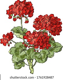 Illustration of red flowers geranium pelargonium