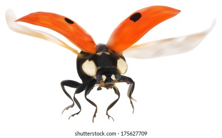 illustration with red flying ladybug isolated on white background