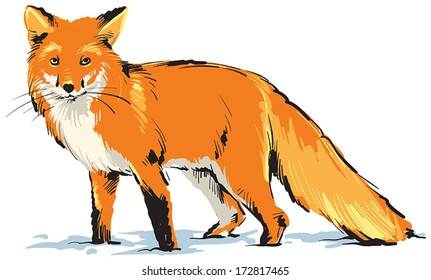 Illustration of Red Fox