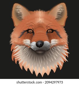 illustration of a red fox head on a black background