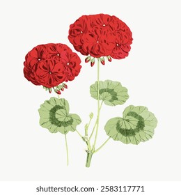 Illustration of red geranium flowers with green leaves. Geraniums with vibrant red petals. Botanical art of geraniums showcasing detailed red blooms and foliage. Vintage red flower vector.