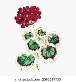 Illustration of a red geranium with vibrant green leaves. The geranium flower is detailed, showcasing the plant's natural beauty and botanical elegance. Vintage red flower vector.