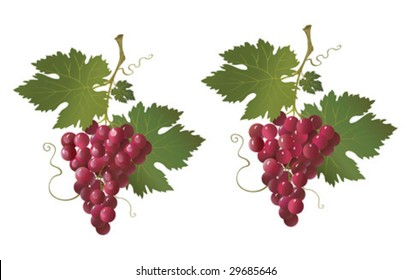 illustration with red grape