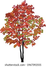 illustration with red and green maple tree isolated on white background