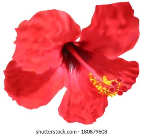ilustração com flor de hibisco vermelho isolado no fundo branco