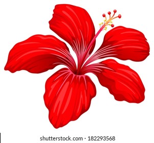 Illustration of a red hibiscus plant on a white background