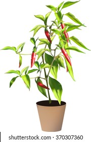 illustration with red hot chili pepper isolated on white background