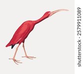 Illustration of a red ibis with a long beak. The red ibis stands on long legs. The ibis is depicted in a side view, showcasing its vibrant red feathers. Vintage bird illustration vector.