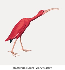 Illustration of a red ibis with a long beak. The red ibis stands on long legs. The ibis is depicted in a side view, showcasing its vibrant red feathers. Vintage bird illustration vector.