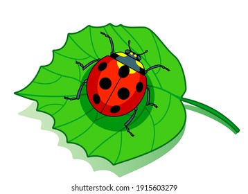 Illustration of the red ladybug on green leaf