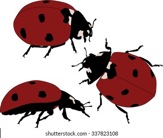 illustration with red ladybugs isolated on white background