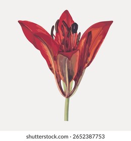 Illustration of a red lily flower. Red lily with vibrant petals. Detailed red lily design. Red lily art with green stem. Beautiful flower illustration. Vintage flower illustration vector.
