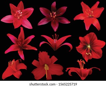 illustration with red lily flowers isolated on black background
