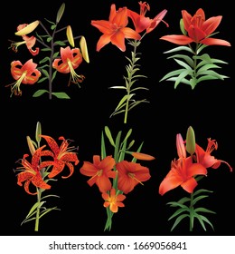 illustration with red lily flowers isolated on black background
