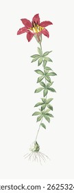 Illustration of a red lily with green leaves and roots. The red lily stands tall, showcasing its vibrant petals. Detailed red lily drawing with botanical elements. Vintage flower illustration vector.