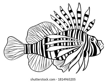 Illustration of red lionfish isolate on white background.vector Illustration.