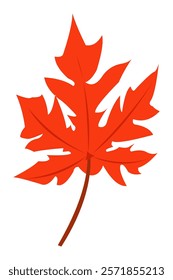 illustration of red maple leaf