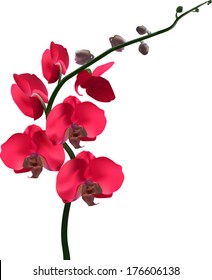 illustration with red orchid isolated on white background