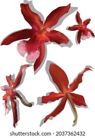 illustration with red orchids isolated on white background