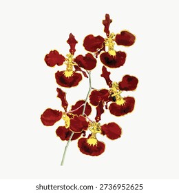 Illustration of red orchids with yellow accents on a white background. Red orchids in a simple, elegant design. Vibrant red orchids with delicate details. Vintage flower illustration vector.
