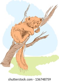 illustration of red panda