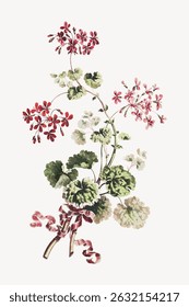 Illustration of red and pink geranium flowers with green leaves. Delicate geranium blooms and foliage on a white background. Botanical geranium art. Vintage art illustration vector.