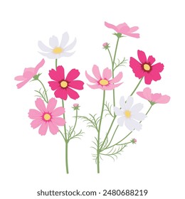 Illustration of red, pink, and white cosmos