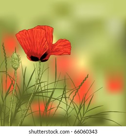 Illustration of red poppy