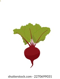 Illustration of red radish with its green leaves