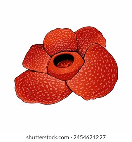 Illustration of a red Rafflesia flower design. This Rafflesia flower is a rare flower in Indonesia