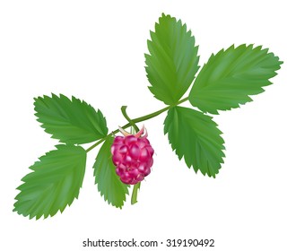 illustration with red ripe raspberry and green leaves isolated on transparent background
