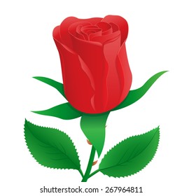 Illustration of Red Rose