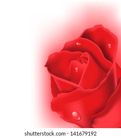 Illustration red rose for design your celebration card - vector