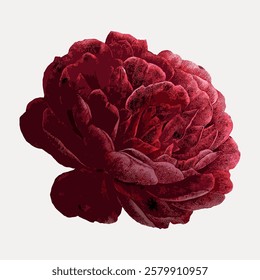 Illustration of a red rose with detailed petals. The rose is depicted in a realistic style, highlighting the rose's texture and vibrant red color. Vintage flower illustration isolated, vector.