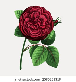 Illustration of a red rose with detailed petals and green leaves. The rose is vibrant, with rich red hues. Green leaves complement the red rose beautifully. Vintage botanical illustration vector.